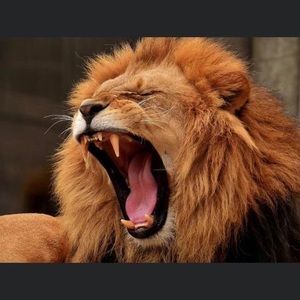 Meet your Posher, Steve